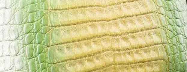 Crocodile Skin Belly Leather Colorway