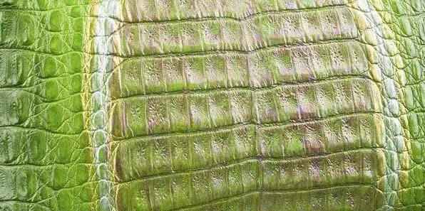 Crocodile Skin Belly Leather Colorway