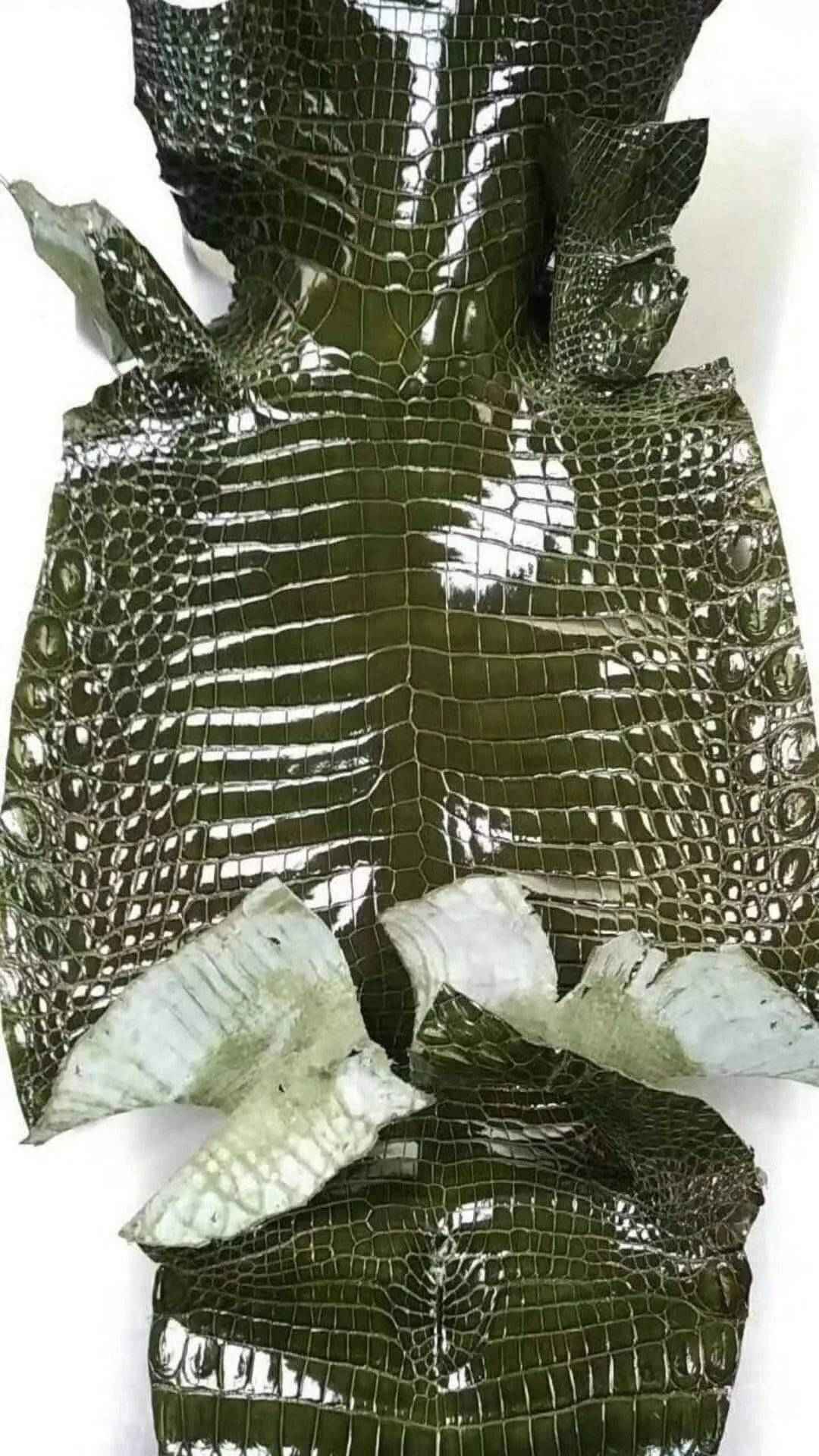 Crocodile skin belly leather in a vibrant colorway, showcasing the textured pattern of Rossieviren's exotic leather handbag or belt.
