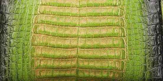 Crocodile Skin Belly Leather Colorway