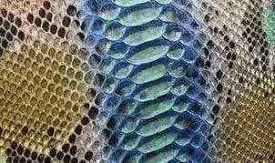Python skin leather accessory in vibrant colorway from Exotic Skin Leather Bags, featuring textured python pattern.